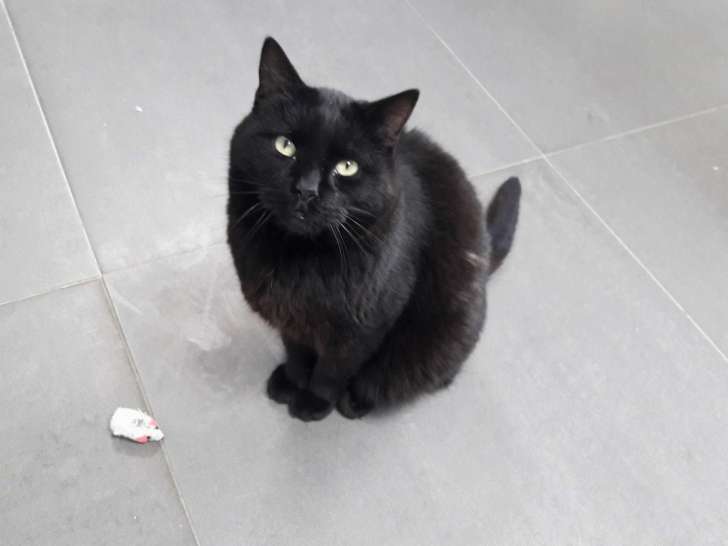 Disponible à l'adoption : chat de couleur noire