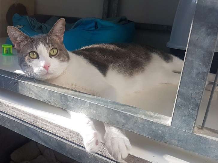 À adopter : chat gris et blanc