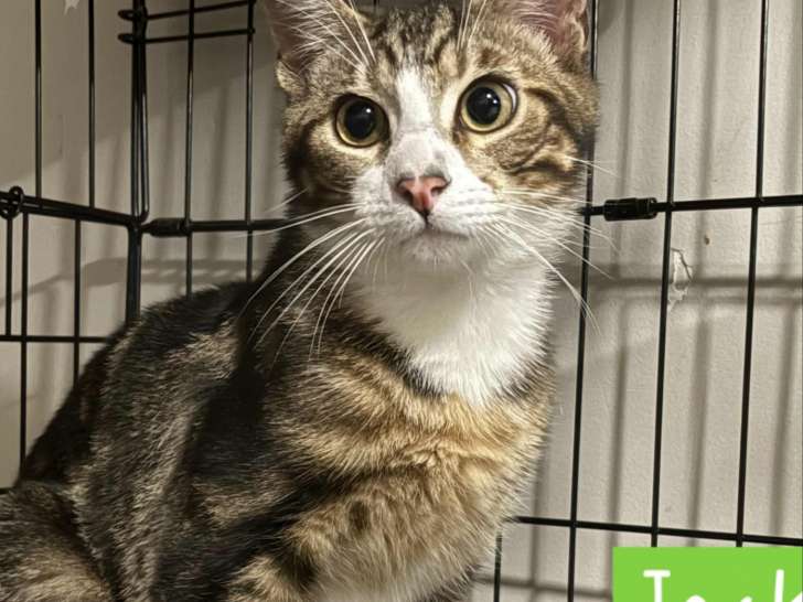 Adoption disponible : chaton mâle tigré