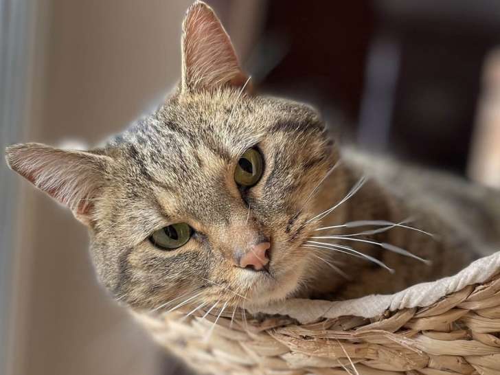 Chaton mâle de 10 mois en attente d’une famille