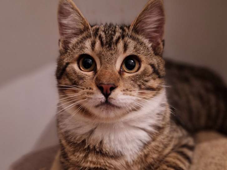 Chaton mâle tigré blanc prêt pour l'adoption