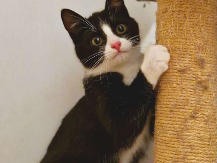 Chaton femelle noir et blanc à accueillir