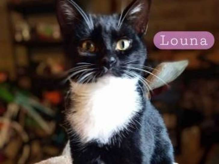 À accueillir : chaton femelle noir et blanc