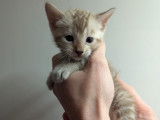 Chatons Bengal LOOF à vendre