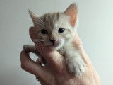 Chatons Bengal LOOF à vendre