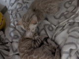 Chatons Bengal LOOF à vendre