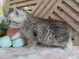 À réserver, 3 chatons British Shorthair (LOOF)