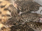6 chatons Bengal à réserver (LOOF)