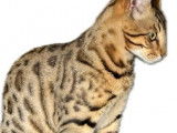 6 chatons Bengal à réserver (LOOF)