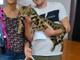 6 chatons Bengal à réserver (LOOF)