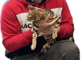 6 chatons Bengal à réserver (LOOF)