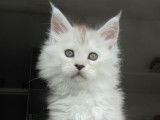 3 Chatons Maine Coon LOOF à réserver