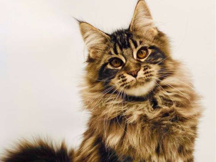 Chatons Maine Coon LOOF à vendre