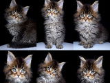 Chatons Maine Coon LOOF à vendre