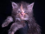 Chatons Maine Coon LOOF à vendre