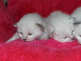 4 chatons Sacrés de Birmanie à réserver (LOOF)