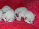 4 chatons Sacrés de Birmanie à réserver (LOOF)