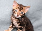 À réserver, 1 chaton mâle Bengal LOOF