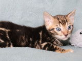 À réserver, 1 chaton mâle Bengal LOOF