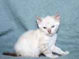Chaton mâle Bengal LOOF à vendre