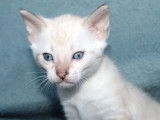1 chaton mâle Bengal LOOF disponible à la réservation