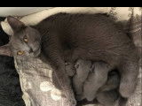 Chatons Chartreux LOOF