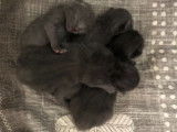 Chatons Chartreux LOOF