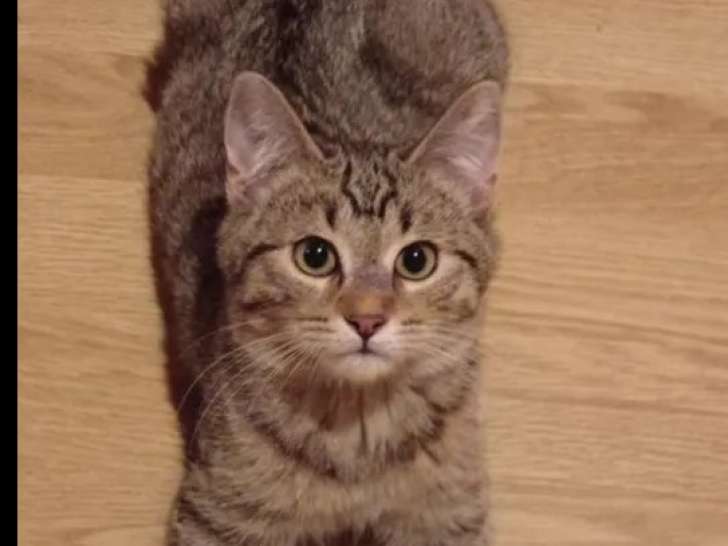 Chat au pelage tigré disponible à l'adoption