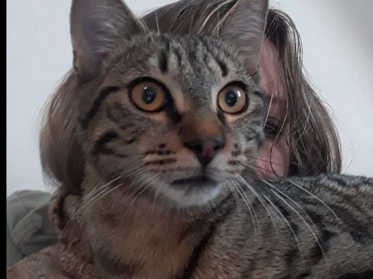 Chat d'un an en attente d'une famille
