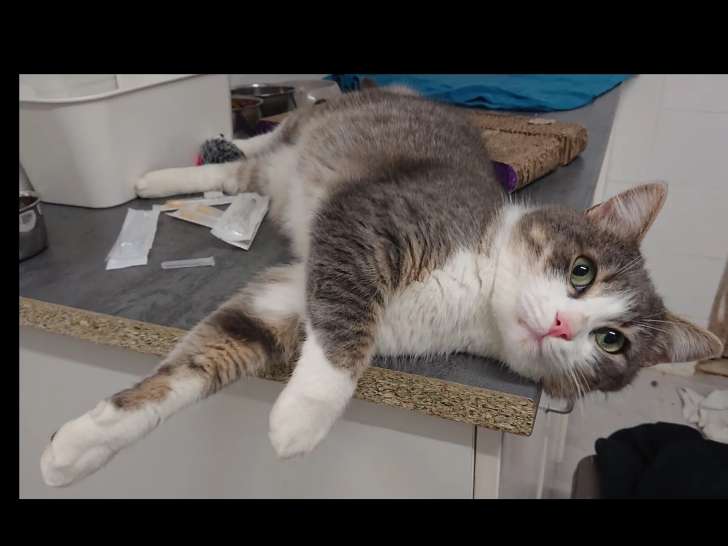 Chat gris et blanc en attente d'adoption