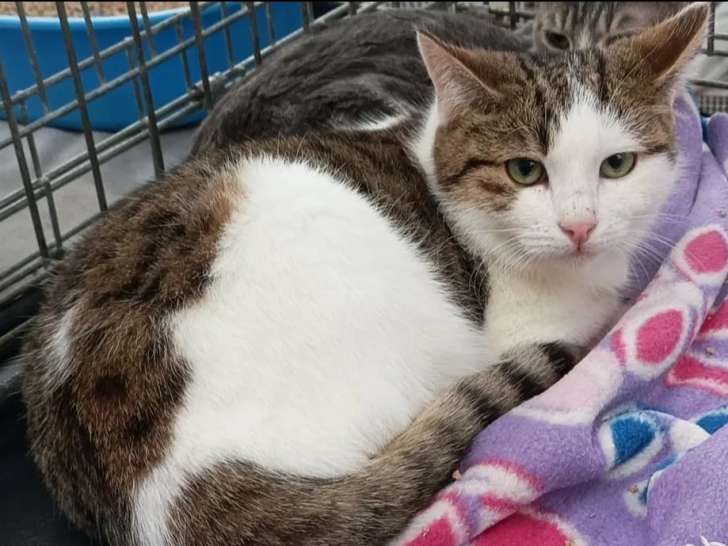 Chat tigré blanc à la recherche d'une famille