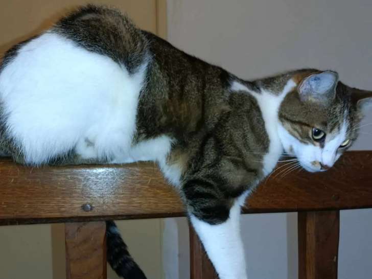 À adopter, chat âgé de 5 ans