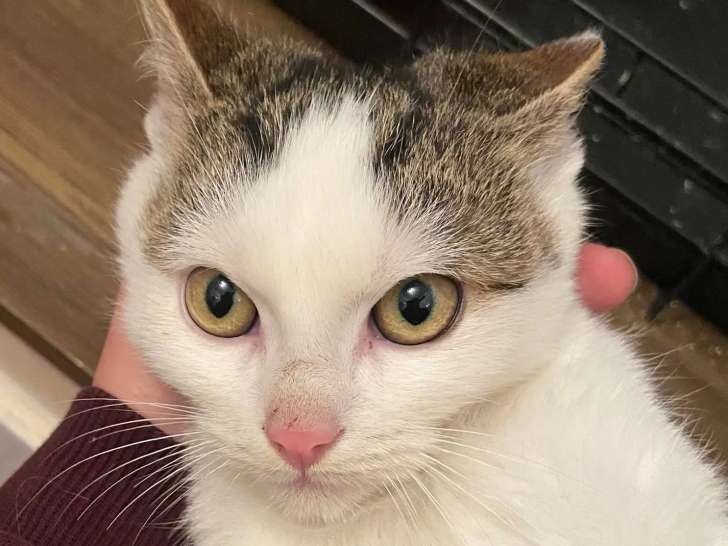 Disponible à l'adoption, chat tigré blanc