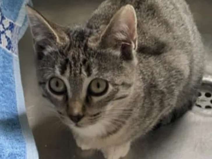 En attente d’adoption, chaton femelle de 7 mois