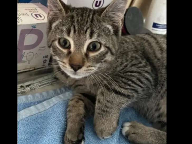 En attente d'une famille, chaton mâle tigré