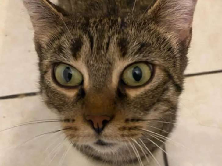 À accueillir, chatte de 2 ans