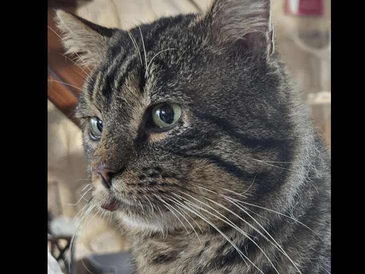 En quête d'une famille, chat tigré
