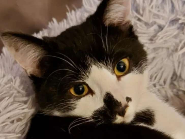 En attente d’un foyer : chaton mâle noir et blanc