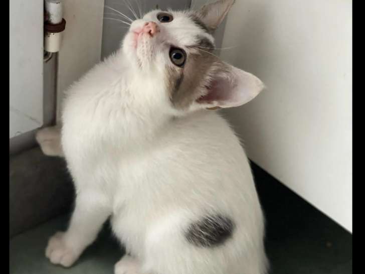 À la recherche d’une famille : chaton mâle de 7 mois