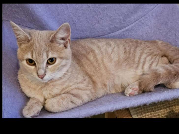 Chaton femelle crème à adopter