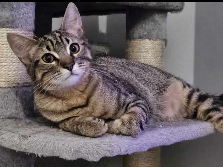 Chat d'un an en attente d’une famille