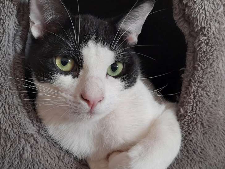 Chat de 2 ans à accueillir
