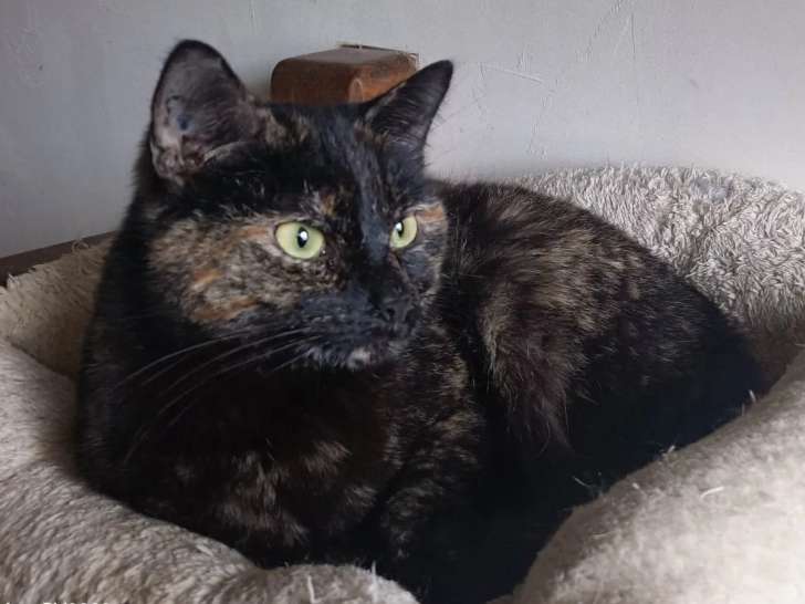 Chatte de 4 ans en quête d’une famille