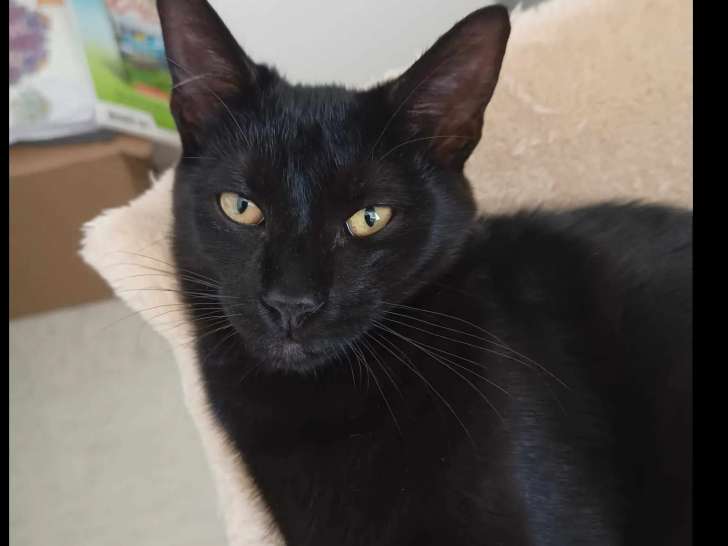 Chatte noire à la recherche d'un foyer