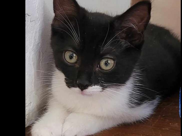 Adoption disponible : chatte noire et blanche