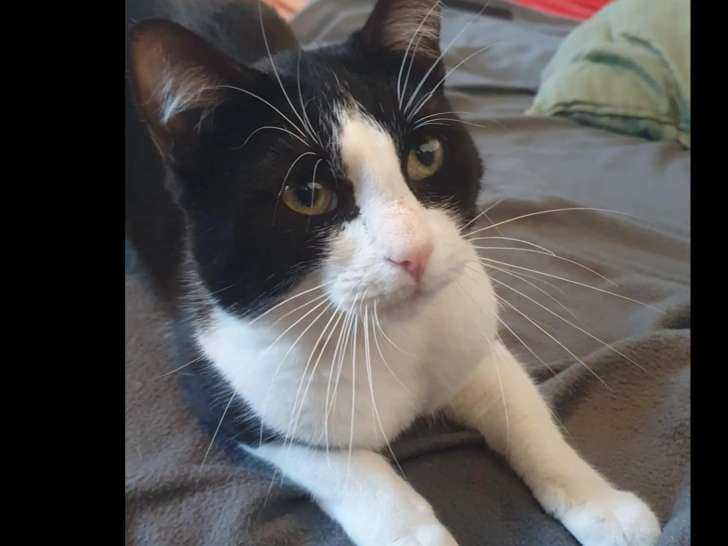À adopter, chat noir et blanc