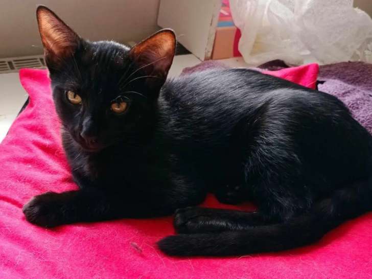 Disponible à l'adoption, chat noir