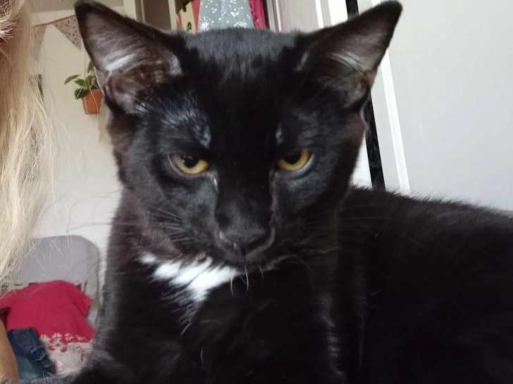 En attente d'adoption, chat noir avec marque blanche