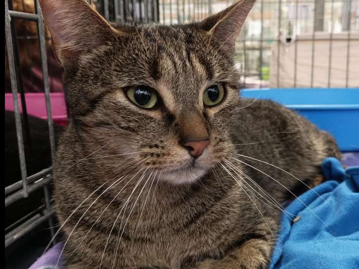 En attente d’une famille, chat au pelage tigré