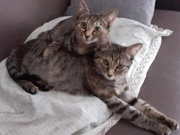 À accueillir, 2 chattes de 2 ans